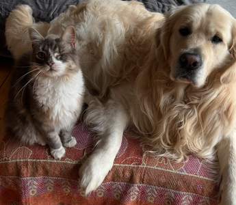 a golden retriever dog and a one-eyed cat sitting on a couch together