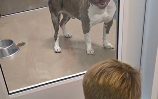 Love at First Read: How a Boy Helped Heal a Broken Pup