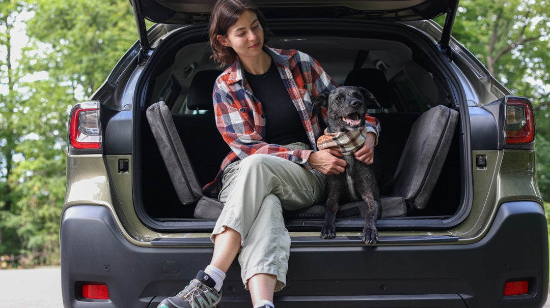 Road Trip Ready Dogs for the Holidays