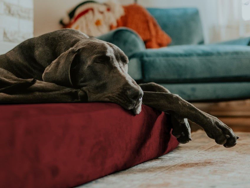 Healthy Habits to Start With Your Dog This January