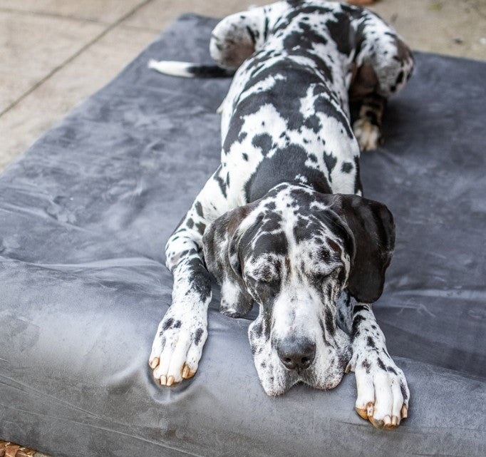 Why Quality Sleep Matters More for Dogs in the Winter