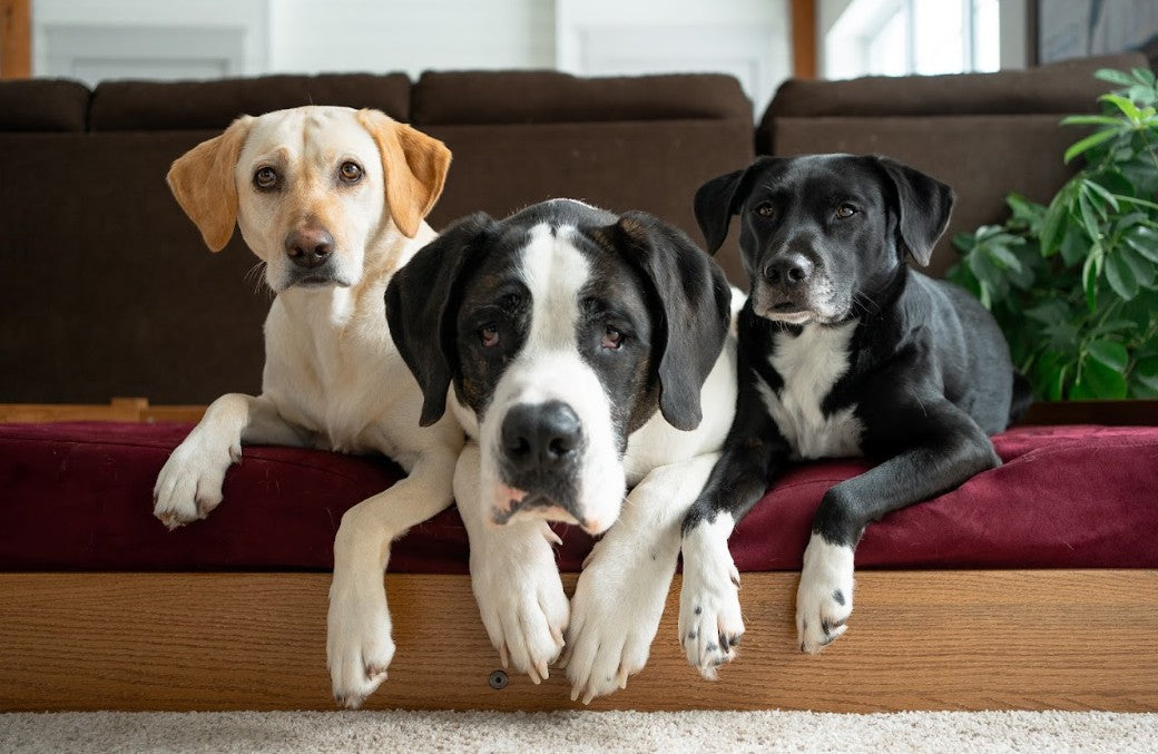 Supporting Aging Dogs Through Winter Weather Changes