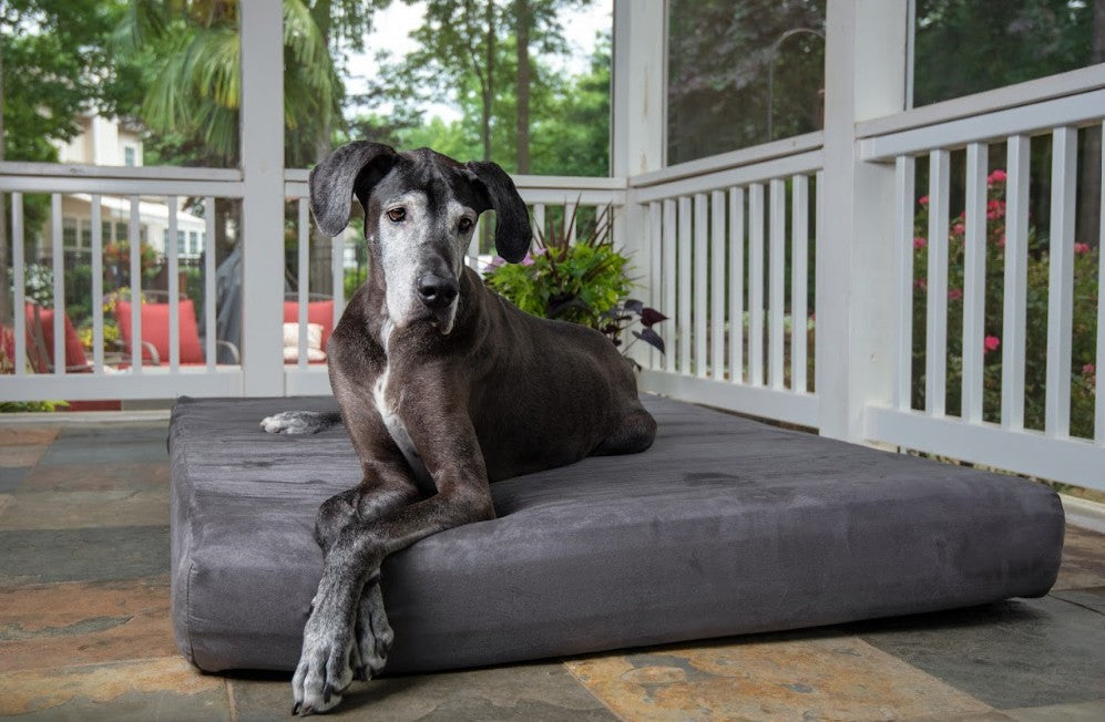 Winter Nutrition Tips for Healthy Dogs