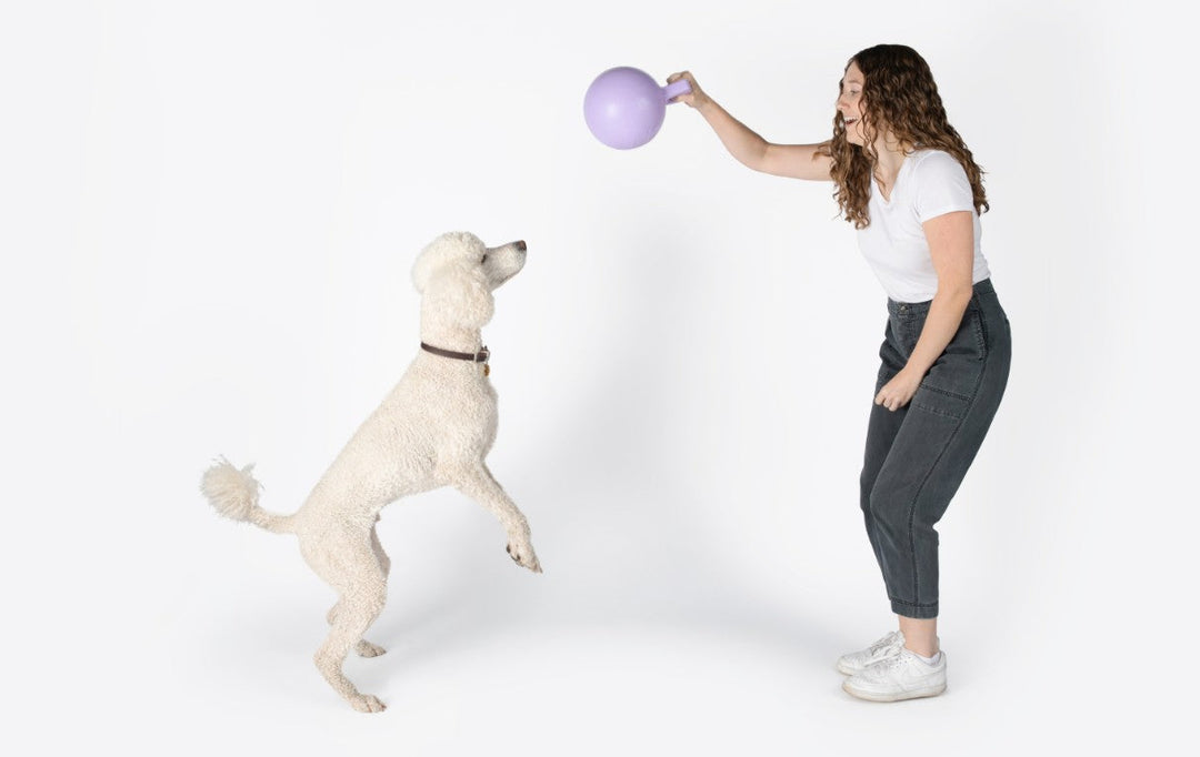 Fun Indoor Activities to Keep Dogs Active This Winter