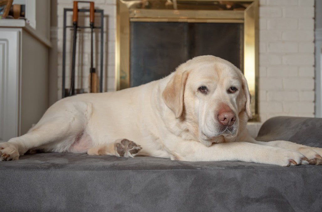 Simple Routines That Protect Aging Joints in Dogs