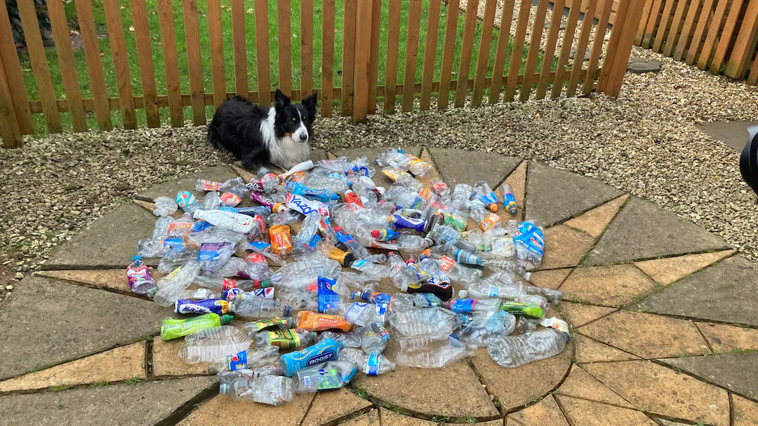 Dog Collects Over 1,000 Bottles in 2022