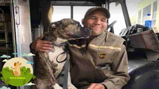 UPS driver decided to adopt shelter dog who jumped into his truck and did not want to leave