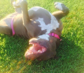 Surviving and Thriving After Hip Dysplasia: Blue Pittie Miss Mick Taylor