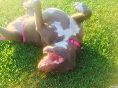 Surviving and Thriving After Hip Dysplasia: Blue Pittie Miss Mick Taylor