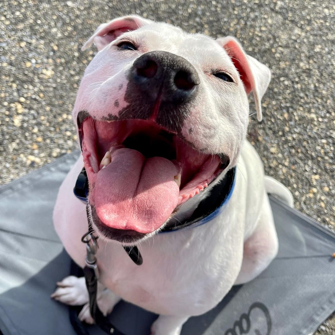 Cole the Deaf Dog Named ASPCA Dog of the Year!
