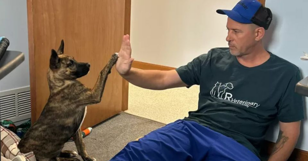 Rescue Dogs, Redemption, and a New Career