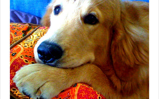Sharing Thanksgiving Dinner with Your Dog—Without Making Him Sick
