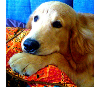 Sharing Thanksgiving Dinner with Your Dog—Without Making Him Sick