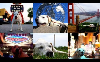 Terminally Ill Dog Finishes Cross-Country Bucket List Adventure