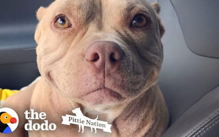 This Pittie's Perfect Smile Got Her Rescued