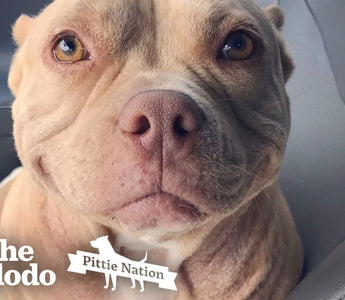 This Pittie's Perfect Smile Got Her Rescued