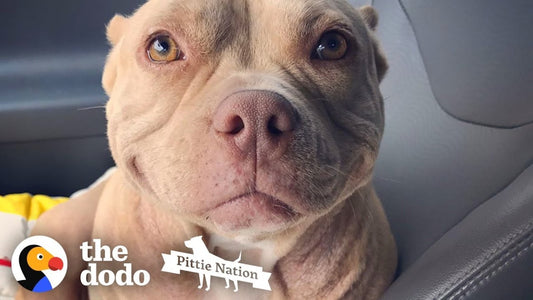 This Pittie's Perfect Smile Got Her Rescued