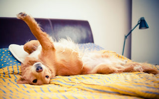 Tips For Sharing Your Bed With A Big Dog