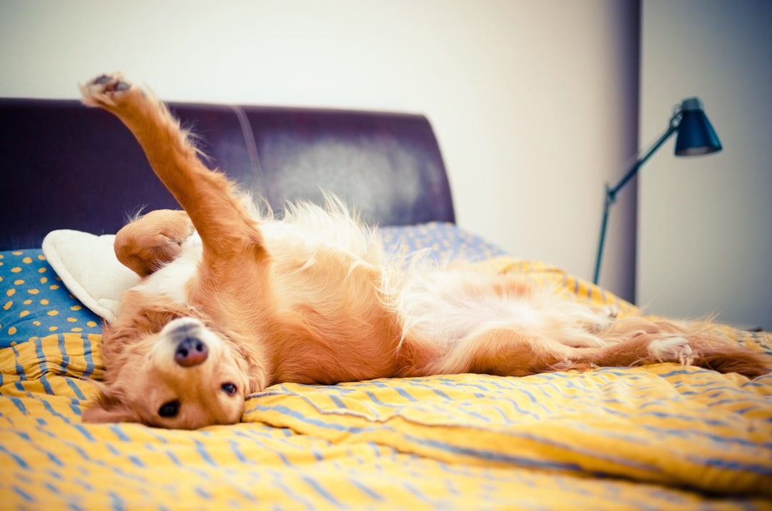 Tips For Sharing Your Bed With A Big Dog