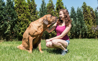 Tips To Help Your Arthritic Dog