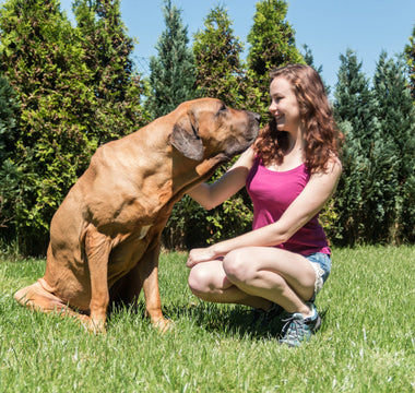 Tips To Help Your Arthritic Dog