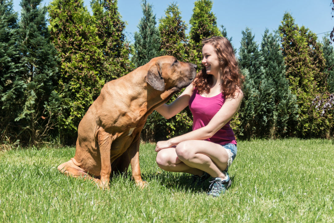 Tips To Help Your Arthritic Dog