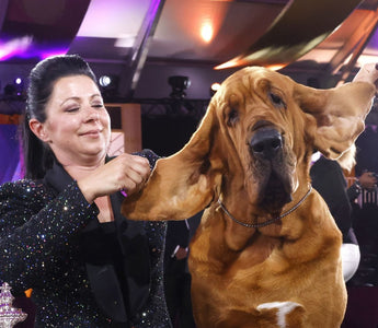 Trumpet the Bloodhound Wins Best in Show at 146th Westminster Kennel Club Dog Show