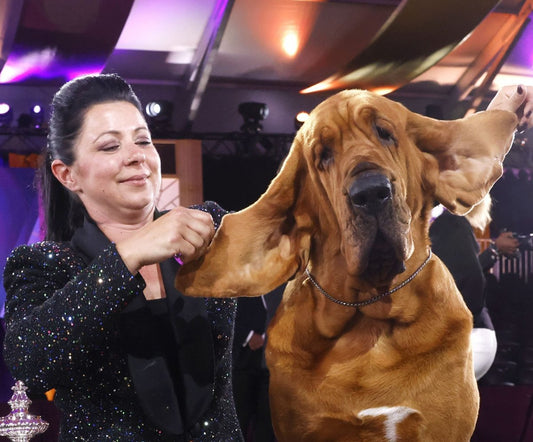 Trumpet the Bloodhound Wins Best in Show at 146th Westminster Kennel Club Dog Show