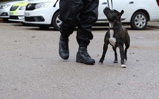 Dog Rescued From Streets Becomes UK's First Police Staffie