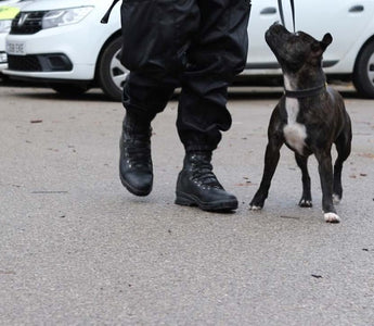 Dog Rescued From Streets Becomes UK's First Police Staffie