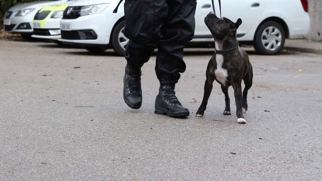 Dog Rescued From Streets Becomes UK's First Police Staffie