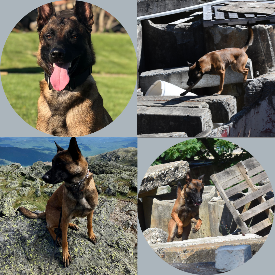 Ant's Diagnosis and Prognosis