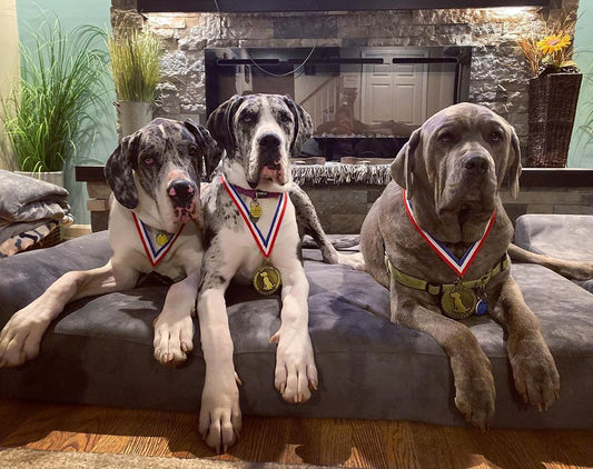 Good Dog Gold Medal Big Barker 