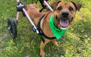 Paralyzed Dog Regains the Ability to Wag His Tail