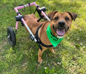 Paralyzed Dog Regains the Ability to Wag His Tail