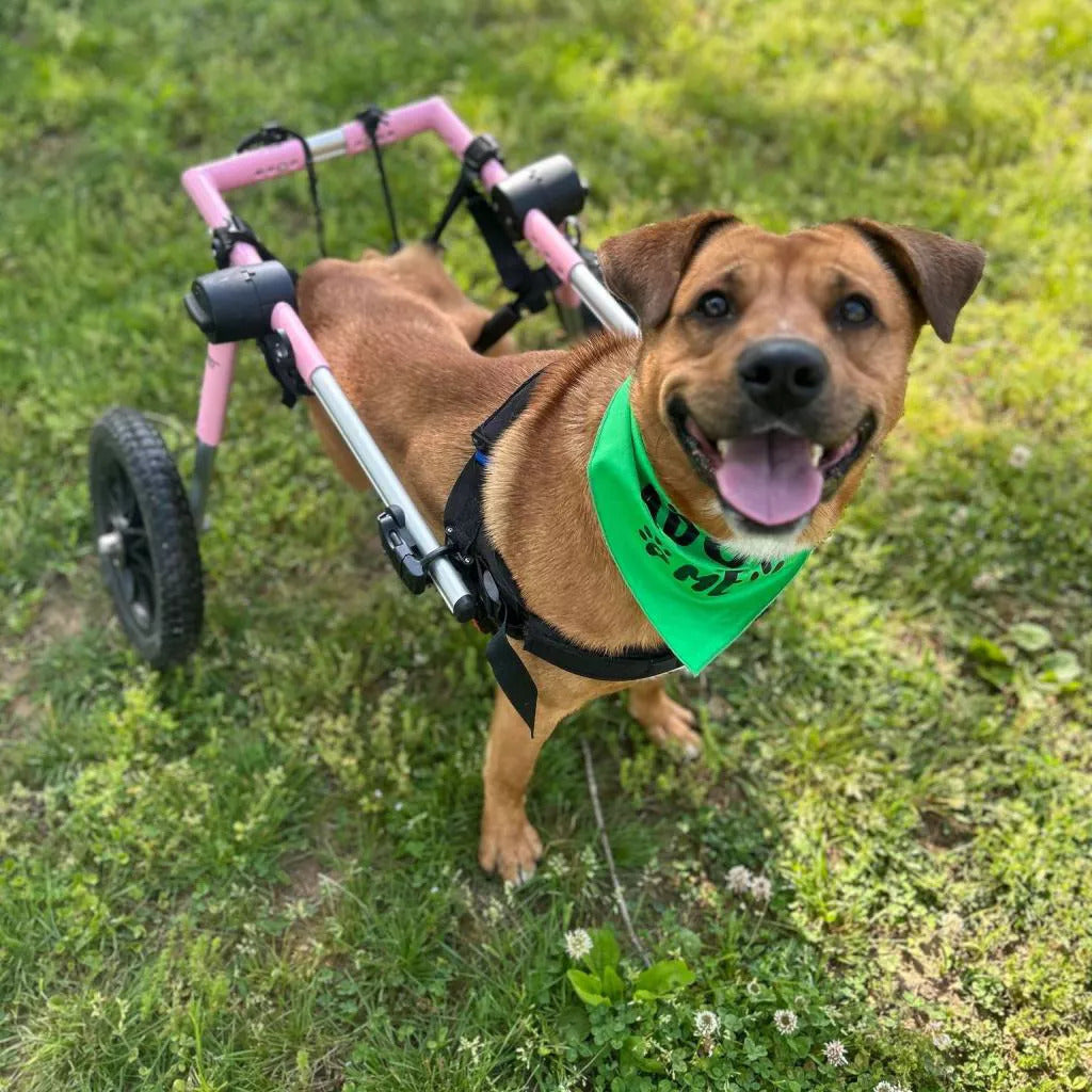 Paralyzed Dog Regains the Ability to Wag His Tail