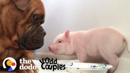 Watch This 135 Pound Dog Fall in Love with a Tiny Piglet