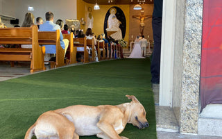 Newlyweds Adopt Stray who Crashed Their Wedding