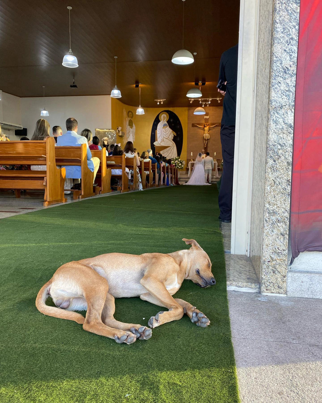 Newlyweds Adopt Stray who Crashed Their Wedding