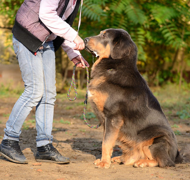Weekend Warrior' Injuries Plague Big Dogs