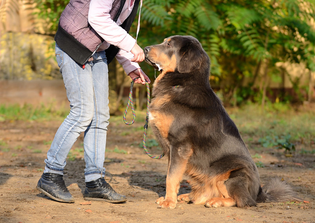 Weekend Warrior' Injuries Plague Big Dogs