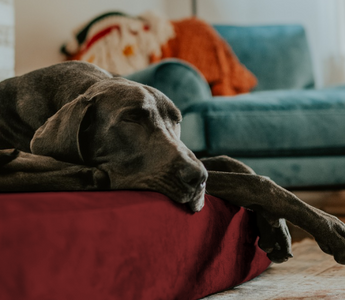 a dog laying on a barker bed in a living room