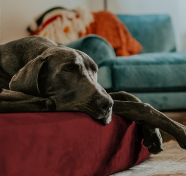 a dog laying on a barker bed in a living room