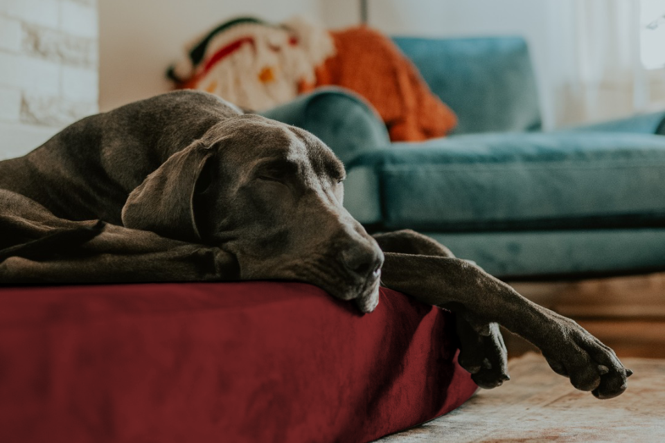 a dog laying on a barker bed in a living room