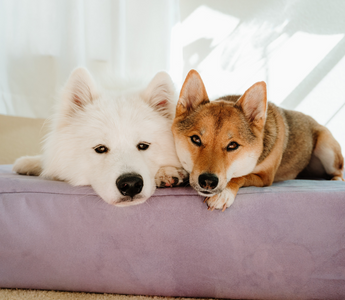 two dogs laying on a barker bed