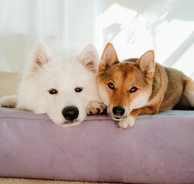 two dogs laying on a barker bed