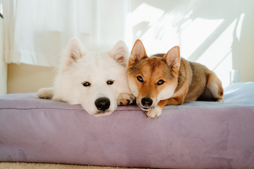 two dogs laying on a barker bed