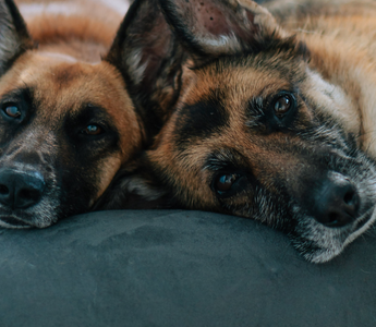 two dogs laying on a bed looking at the camera