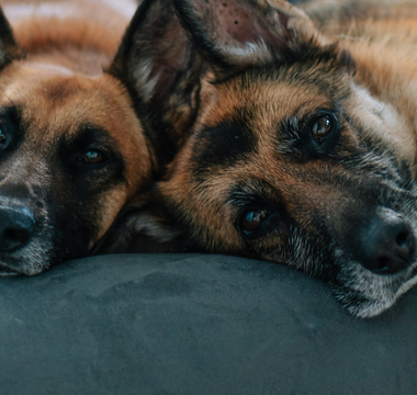 two dogs laying on a bed looking at the camera