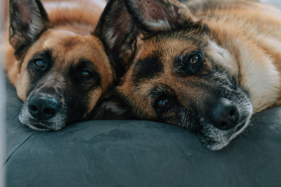 two dogs laying on a bed looking at the camera